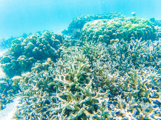 Naklejka na ściany i meble underwater marine life on coral reefs