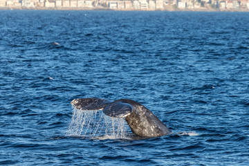 Fototapeta premium Gray Whale Tail