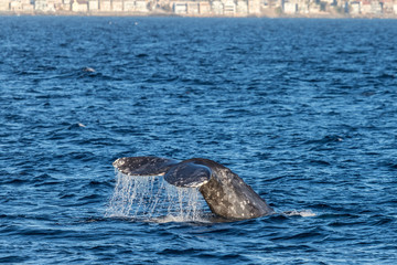 Gray Whale Tail