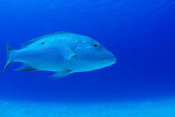 Fototapeta premium A mutton snapper shot underwater in its natural environment without any artificial lighting. The shot was taken in the warm waters of Grand Cayman in the Caribbean