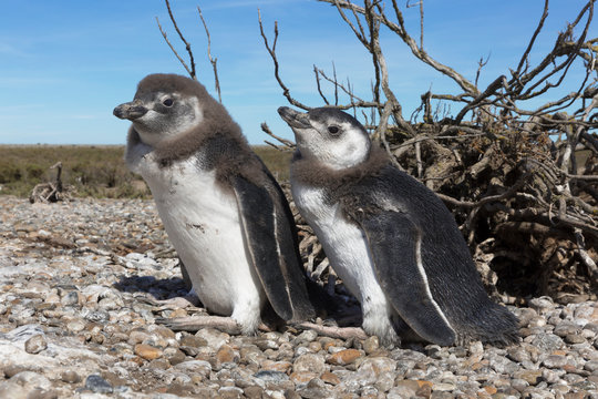 Pinguinera Faro Cabo Virgenes. 