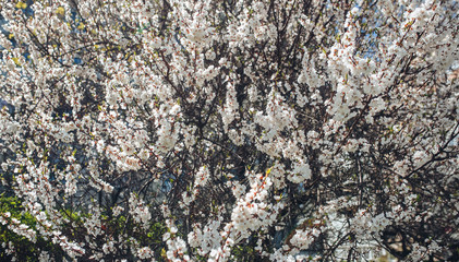 Flowering apricot in spring time on the background of green forest on a sunny day. The opening of the pestle on the branches. White flower, the onset of heat, copy space. Nature photography.