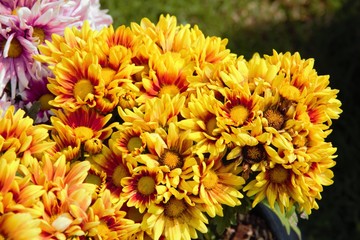 Yellow flower in the garden