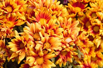 Yellow flower in the garden