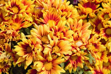 Yellow flower in the garden