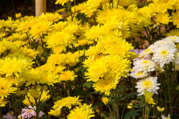 Colorful flowers in the garden