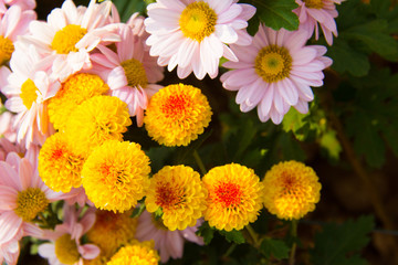 Colorful flowers in the garden