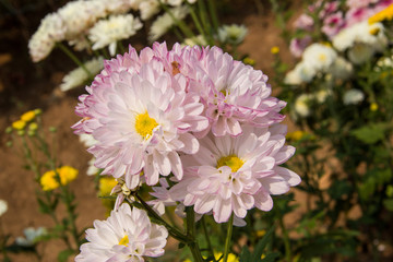 Pink flowers in the garden