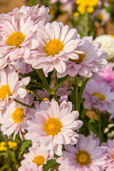 Pink flowers in the garden