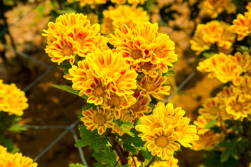 yellow flowers in garden