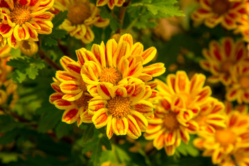 yellow flowers in the garden