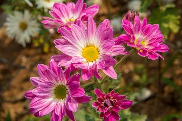 Obraz premium pink flowers in the garden