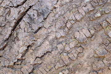 Tree Bark