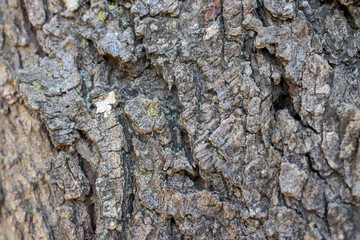 Tree Bark