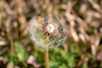 Dandelion Flower