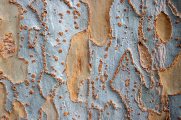 Tree Bark