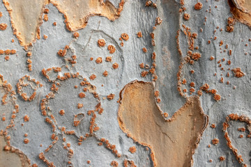 Tree Bark