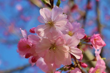 さくら　春　とちぎ