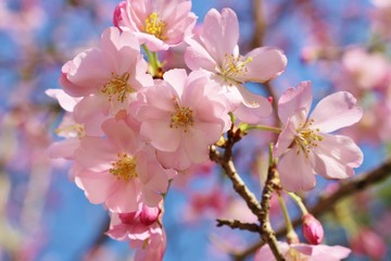 さくら　春　景色　とちぎ