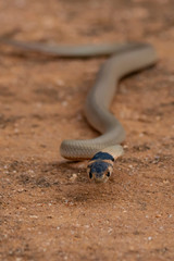 Little Whip Snake (Parasuta flagellum). Walpeup, Victoria, Australia