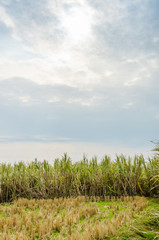 green grass and blue sky
