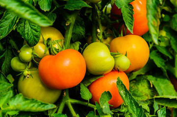 Fresh tomatoes on the vine