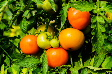 Fresh tomatoes on the vine