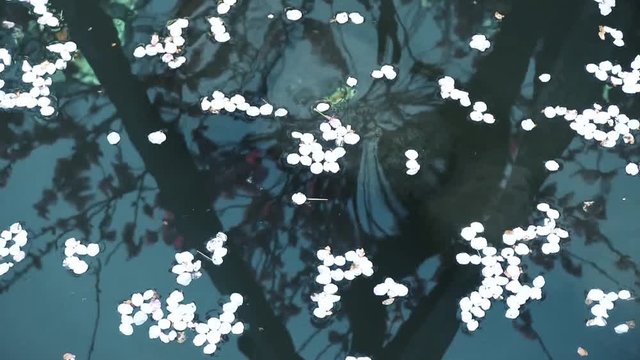水面と映りこむ桜と浮かぶ花びら