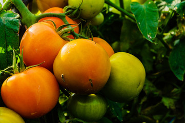 Fresh tomatoes on the vine