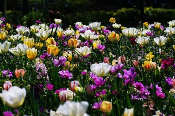 チューリップ満開