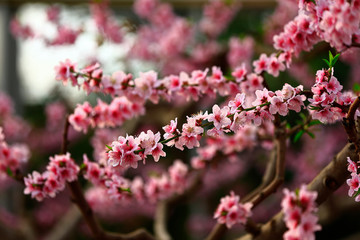 Beautiful peach blossom