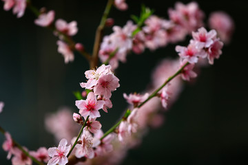 Obraz premium Beautiful peach blossom