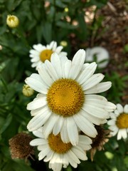 Fototapeta premium Daisy Garden