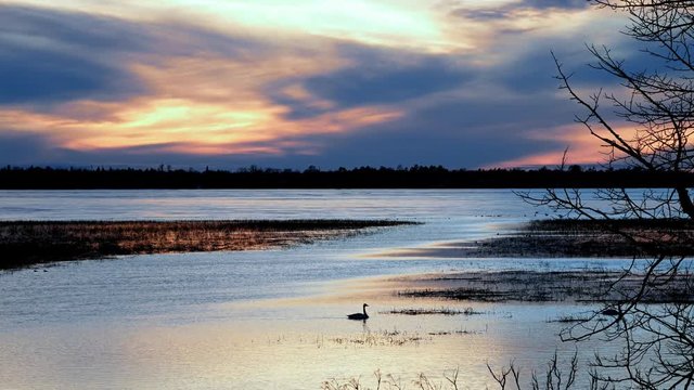 Mississippi River flows east out of frozen Lake Bemidji Minnesota at sunset while Snow Geese enjoy the calm early spring evening at sunset.