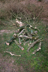Un arbre coupé au sol dans l'herbe