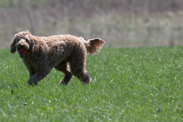 beautiful playing labradoodle