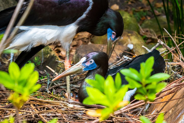 Naklejka premium mating birds in a nest in the Florida wilderness 