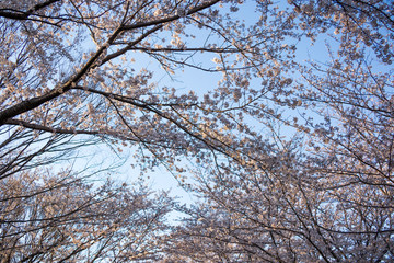 chiba, japan, 04/03/2019 , view of Aobanomori park. Cherry blossoms branches in japan.