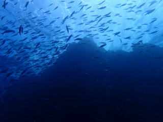 Fototapeta na wymiar 海山の頂上を泳ぐ魚群