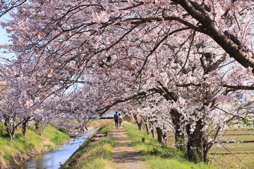 小川沿いの桜道