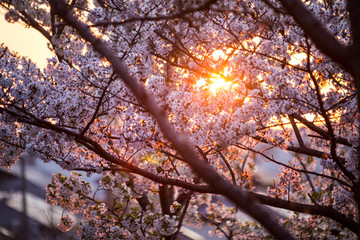 chiba, japan, 04/03/2019 , view of Aobanomori park. Sunset through sakura trees.