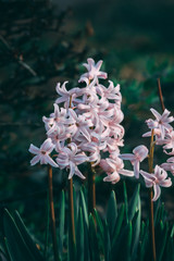 Beautiful Hiacynth spring flowers