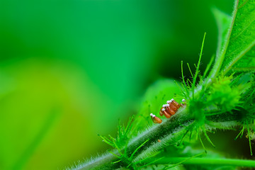 The eggs of insects placed with branches