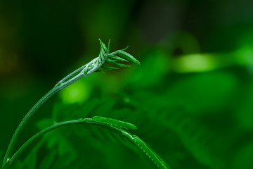 Top of the acacia tree