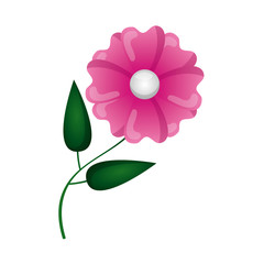 flower natural decoration