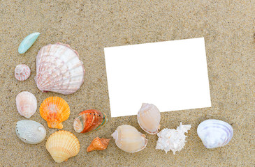 Top view of different sea shells on sand white note paper for text. Time to vacation