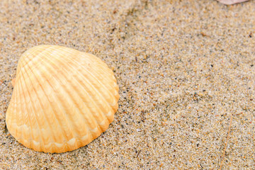 sea shells on sand with copy space for text. Time to vacation