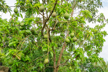 Avocado Pears Unripe, And Suspended By Stems From Branches