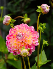 Dahlia is a genus of bushy, tuberous, perennial plants native to Mexico, Central America, and...