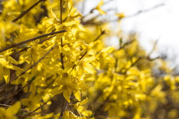 Beautiful Yellow flower forsythia tree in spring